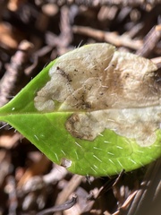 Phytomyza linnaeae