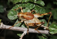 Neduba castanea