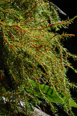 Phlegmariurus cryptomerinus