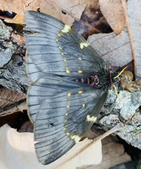 Paradirphia fumosa