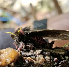 Paradirphia fumosa