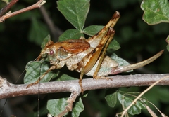 Neduba castanea
