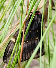 Paradirphia fumosa