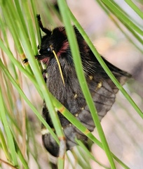 Paradirphia fumosa