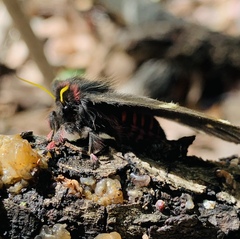 Paradirphia fumosa