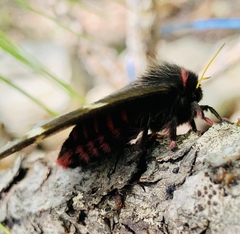 Paradirphia fumosa