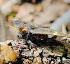 Paradirphia fumosa