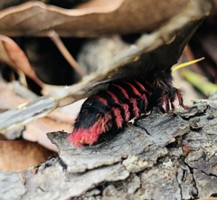 Paradirphia fumosa