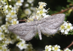 Hulstina wrightiaria