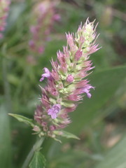 Agastache breviflora