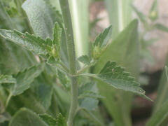 Agastache breviflora