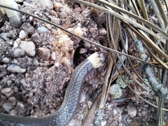 Enulius flavitorques