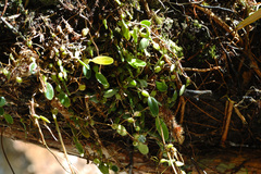 Bulbophyllum albociliatum