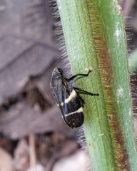 Aeneolamia albofasciata