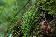Phlegmariurus fargesii