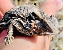 Phrynosoma braconnieri