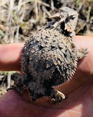 Phrynosoma braconnieri
