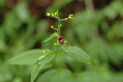 Scrophularia yoshimurae