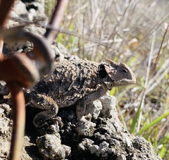 Phrynosoma braconnieri