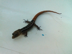 Lepidoblepharis