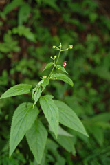 Scrophularia yoshimurae