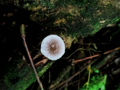 Mycena margarita