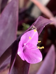 Tradescantia pallida