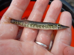 Esox americanus