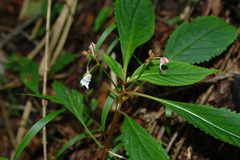 Impatiens devolii
