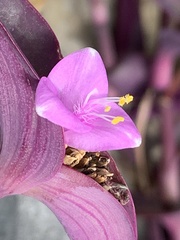 Tradescantia pallida