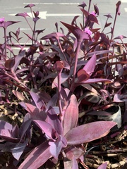 Tradescantia pallida