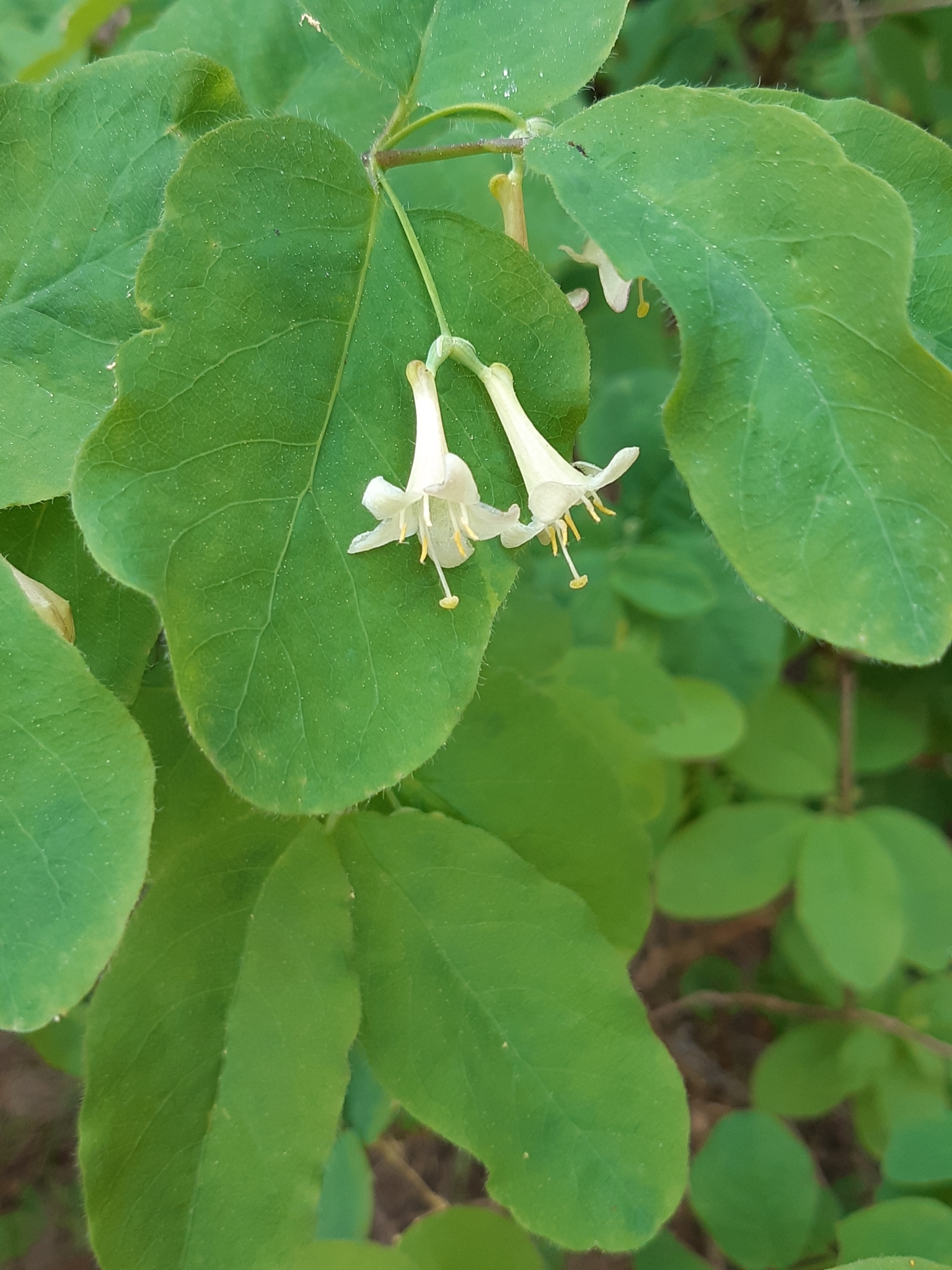 Lonicera utahensis