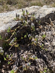 Salix petrophila