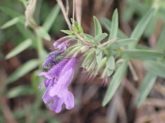 Hedeoma hyssopifolia