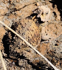 Phrynosoma braconnieri