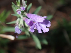 Hedeoma hyssopifolia