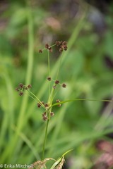 Scirpus hattorianus