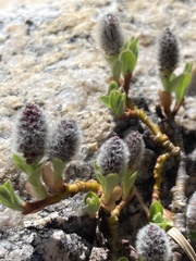 Salix petrophila