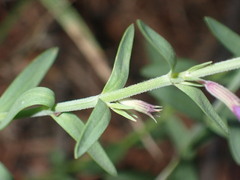 Hedeoma hyssopifolia