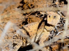 Phrynosoma braconnieri