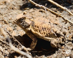 Phrynosoma braconnieri