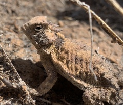 Phrynosoma braconnieri