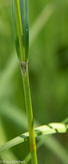 Scirpus hattorianus