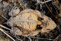 Phrynosoma braconnieri