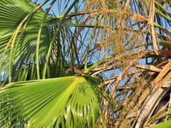 Haemorhous mexicanus