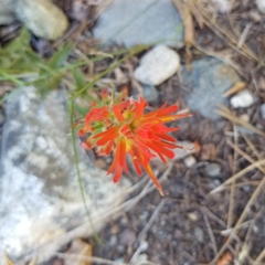 Castilleja pruinosa