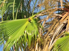 Haemorhous mexicanus
