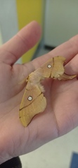 Cercophana venusta