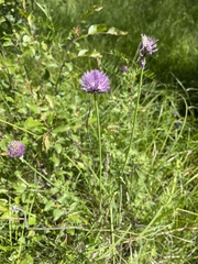 Allium maximowiczii