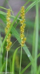 Carex stipata